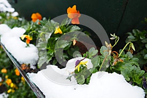 Pansy plant with leaves and orange yellow flowers under fresh white snow. A snowdrift in a flower bed or in a flower box