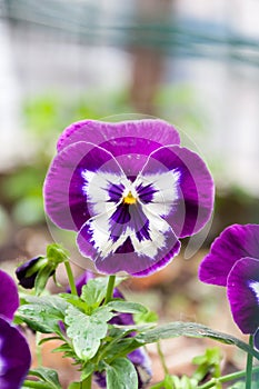 Pansy