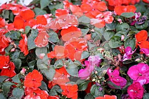 Pansy red (Viola × wittrockiana) in bloom : (pix Sanjiv Shukla)