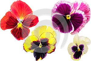 Pansy set isolated on white background. Viola tricolor red blue yellow macro closeup