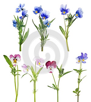 Pansy seven flowers set isolated on white