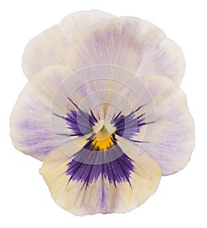 Pansy