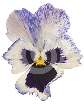 Pansy