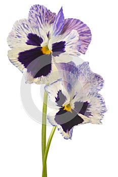 Pansy