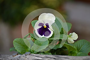 Pansy Viola bicolor  in purple and white, with green leaves