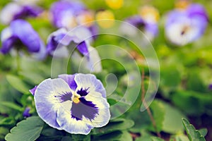 Pansy viola flower