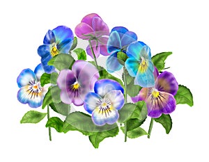 Pansy,Viola flower isolated on white background watercolor illustration