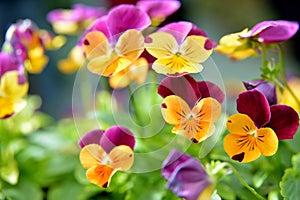 Pansy Viola flower photo