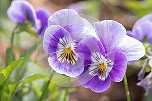 Pansy viola flower in spring garden