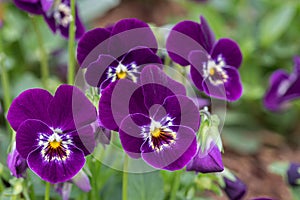 Pansy viola flower in spring garden. Purple flower