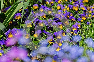 Pansy viola in the garden. A beautiful multicolored glade of spring flowers