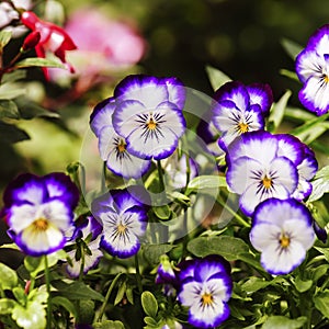 Pansy viola tricolor flower