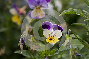 Pansy Viola tricolor plant close up of flower.