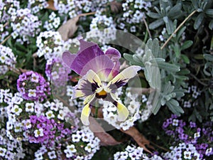 Pansy or Viola tricolor or Stepmother or Flammola flower.