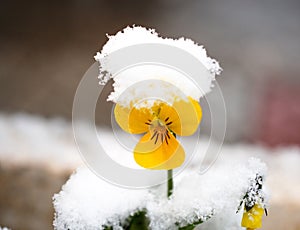 Pansy, violae flowers covered with snow