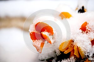 Pansy, violae flowers covered with snow