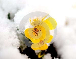 Pansy, violae flowers covered with snow