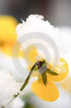 Pansy, violae flowers covered with snow