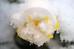 Pansy, violae flowers covered with snow