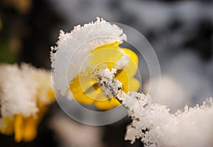 Pansy, violae flowers covered with snow