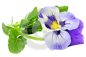 Pansy Violet