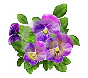 Pansy violet flowers isolated on white background watercolor illustration Viola Tricolor realistic, decoration, icon, sign element