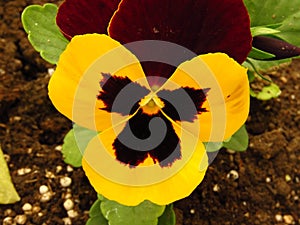 Pansy violet in the garden. Beautiful yellow, red and brown violet close up view.