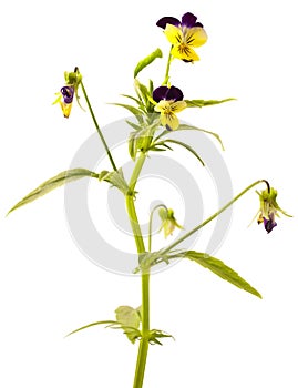 Pansy Violet with Green Leaves