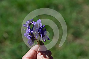 Pansy Violet, Heartsease or Viola odorata blooming in the garden