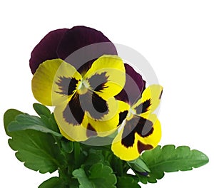 Pansy violet springtime Viola x wittrockiana