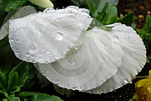 Pansy white petals wet with raindrops