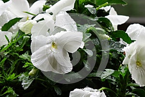 Pansy white petals wet with raindrops