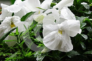 Pansy white petals wet with raindrops