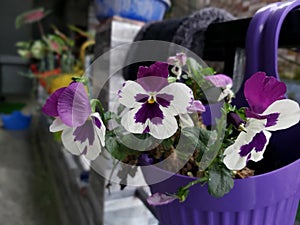 PansyPlant- Viola tricolor var. hortensis