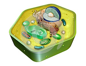 Plant cell structure photo