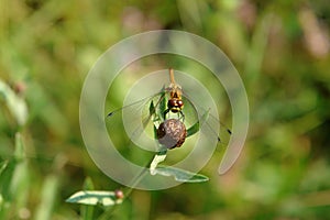 Pantala flavescens dragonfly globe skimmer, globe wanderer or wandering glider on the bud of Greater Knapweed