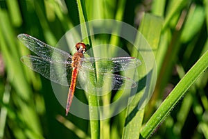 Pantala flavescens globe skimmer, globe wanderer or wandering glider dragonfly resting on a blade on grass in early morning