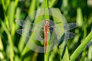 Pantala flavescens globe skimmer, globe wanderer or wandering glider dragonfly resting on a blade on grass in early morning