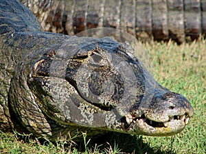 Pantanal Caiman