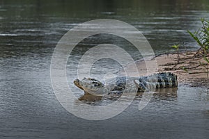 Pantanal Caiman on a river bank