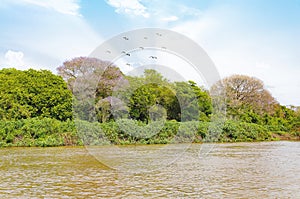 Pantanal landscape with the rive, birds and green vegetation