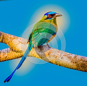 Blue crowned motmot with blue background. photo