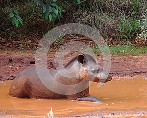Pantanal Tapir