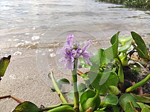 PANTANO FLOWER IN FRONT OF THE RIVER photo