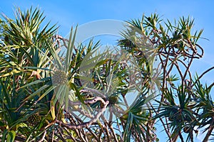 pantanus utilis tree, palm tree fruit common screwpine, tropical exotic plant