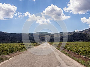 Pantelleria island, Italy. vineyards landscape