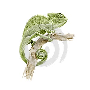 Panter chameleon on the branch watercolor illustration. Hand drawn  exotic lizard graphic image. Beautiful jungle reptile close up