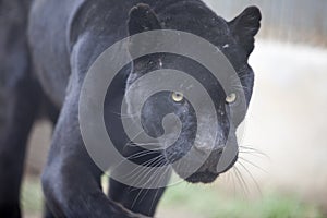 Panther