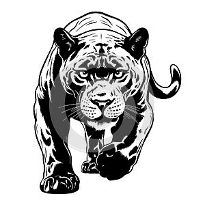 Panther attacking hand drawn sketch Vector illustration Wild animals