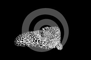 Panther with a black Background in B&W